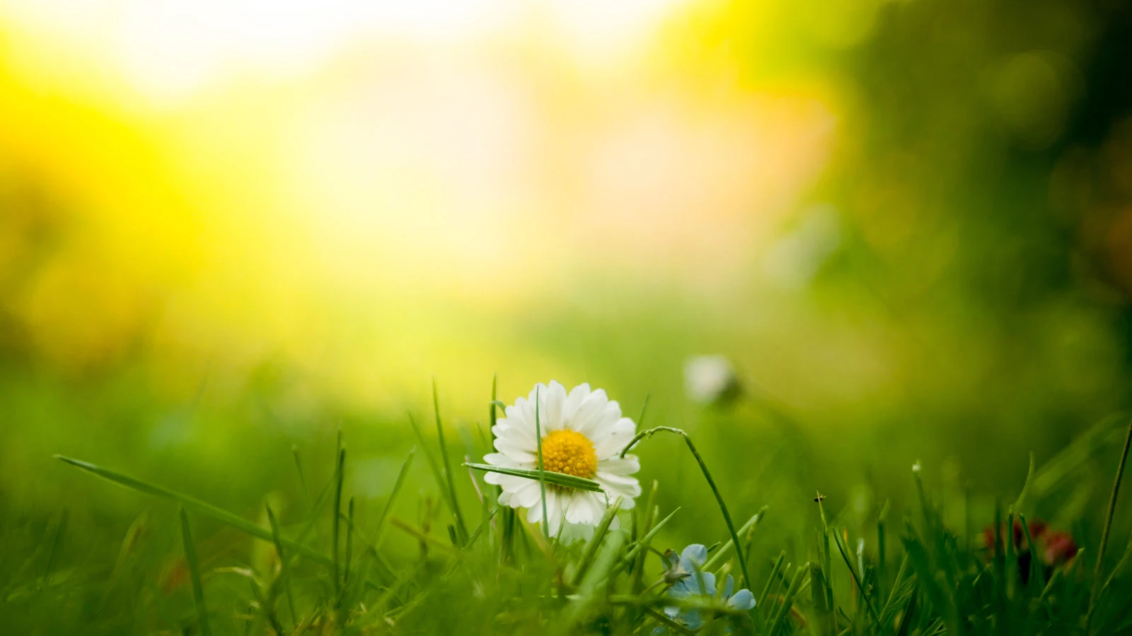 Sunshine & Showers - Forget Me Not Pet Crematorium